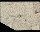 Fossil March Fly (Plecia) - Green River Formation #47158-1